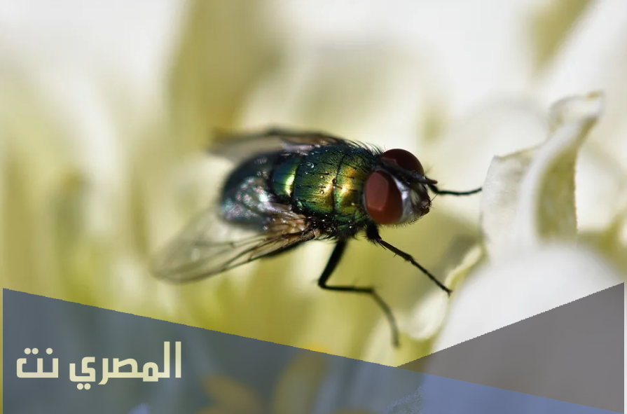 تفسير رؤية الذباب في المنام