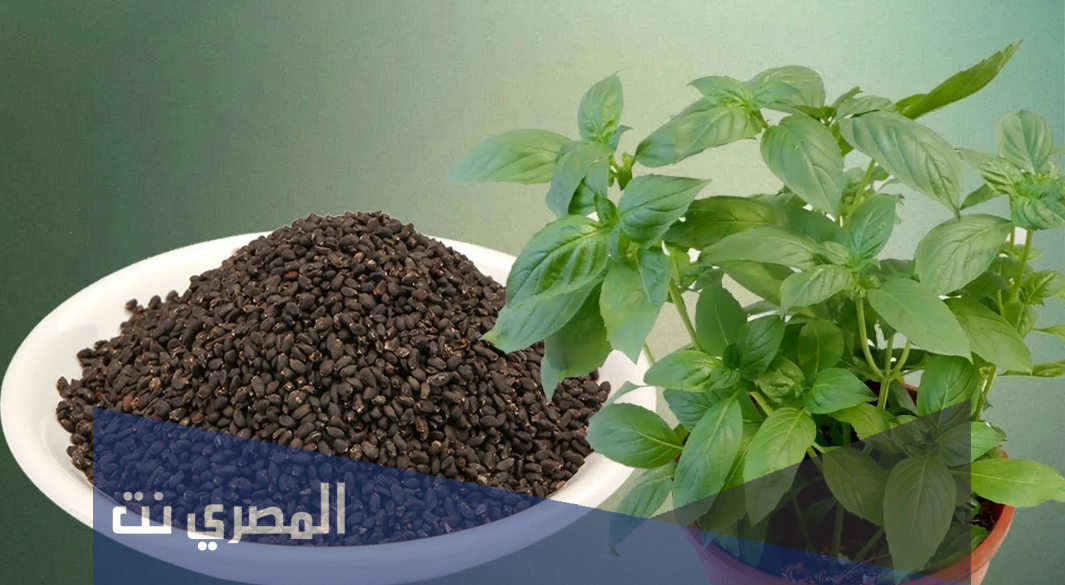 الريحان في المنام للعزباء والحامل
