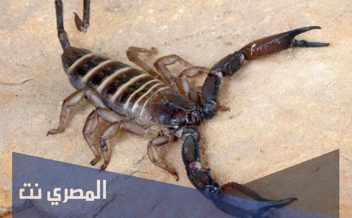تفسير رؤية العقرب في الحلم للرجل والعزباء لابن سيرين