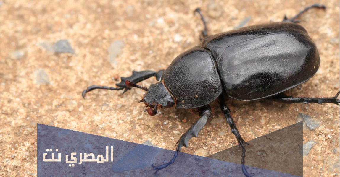 ما هو تفسير رؤية الخنفساء وأكلها فى المنام بالتفصيل