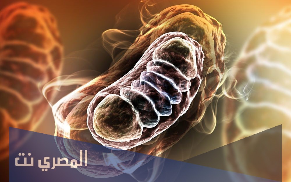لماذا تكثر الميتوكندريا في الخلايا العضلية