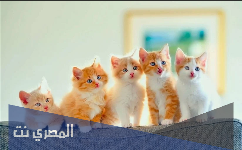 تفسير رؤية القط في المنام للعزباء