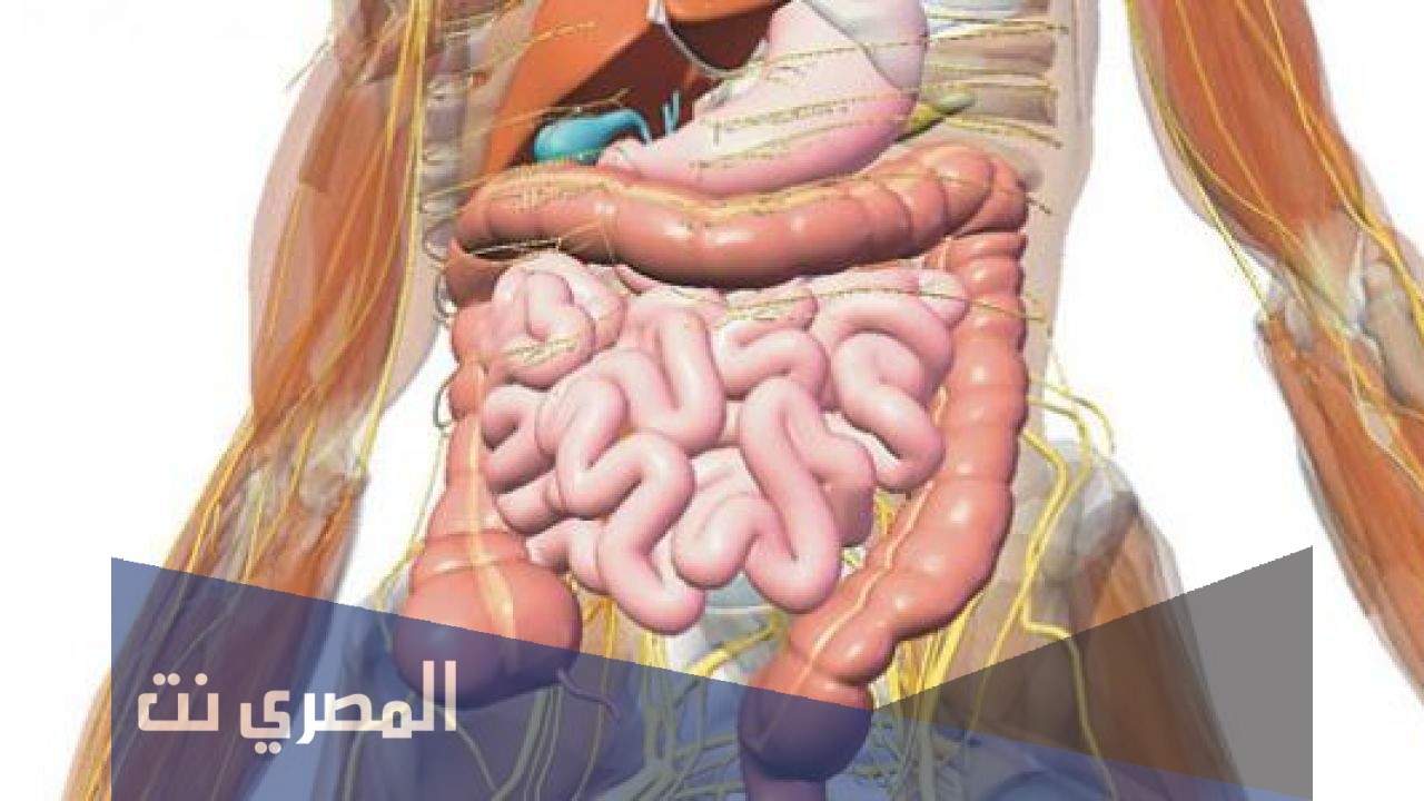 كم عدد اجهزة جسم الانسان الرئيسية