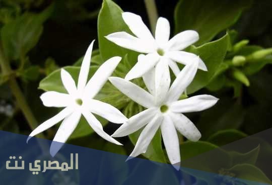 تفسير رؤية الياسمين في المنام بالتفصيل