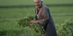 موضوع تعبير عن الفلاح المصري بالعناصر الرئيسية