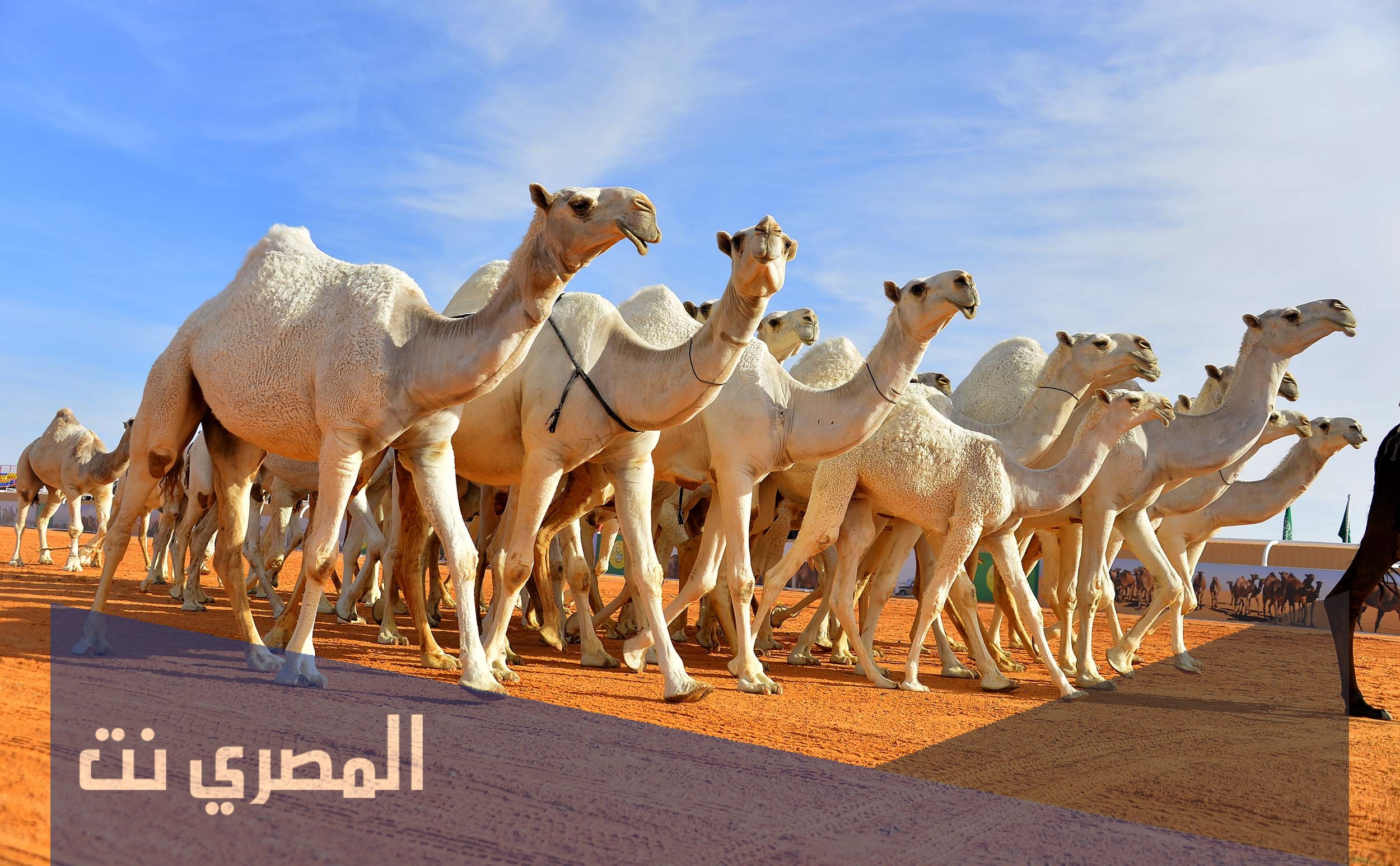 اصل قبيلة يام