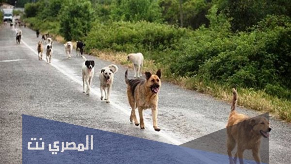 الكلب العقور والحدأة