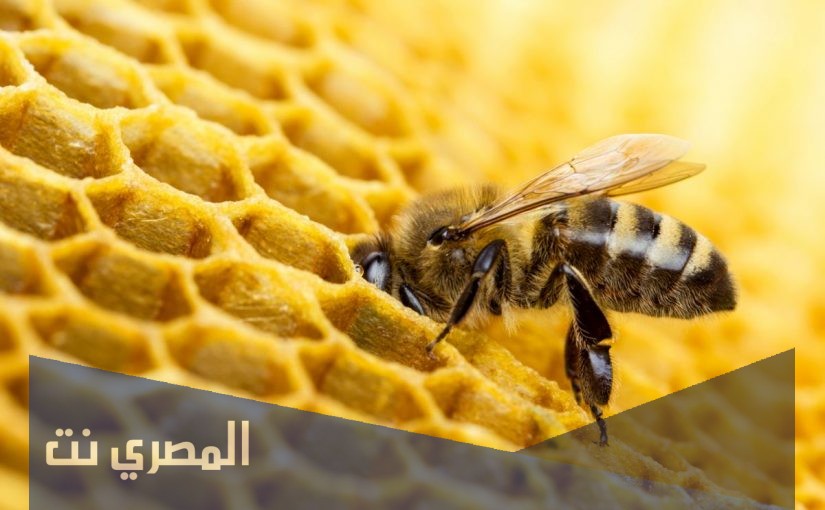 تفسير الاحلام والرؤي النحل في المنام لابن سيرين