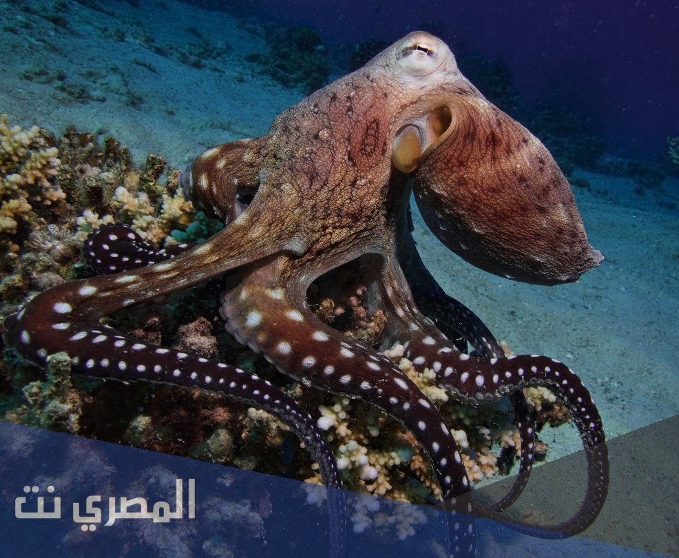 ما هو الحيوان المائي الذي له ثلاث قلوب