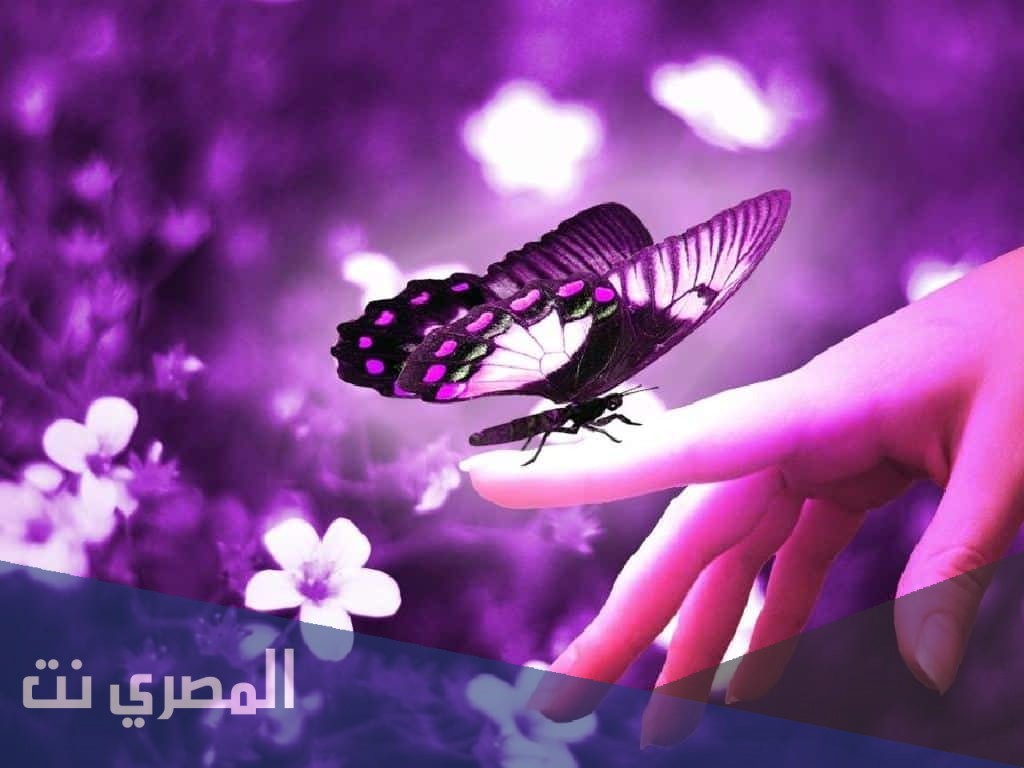 ما هو تفسير رؤية الفراشة في المنام