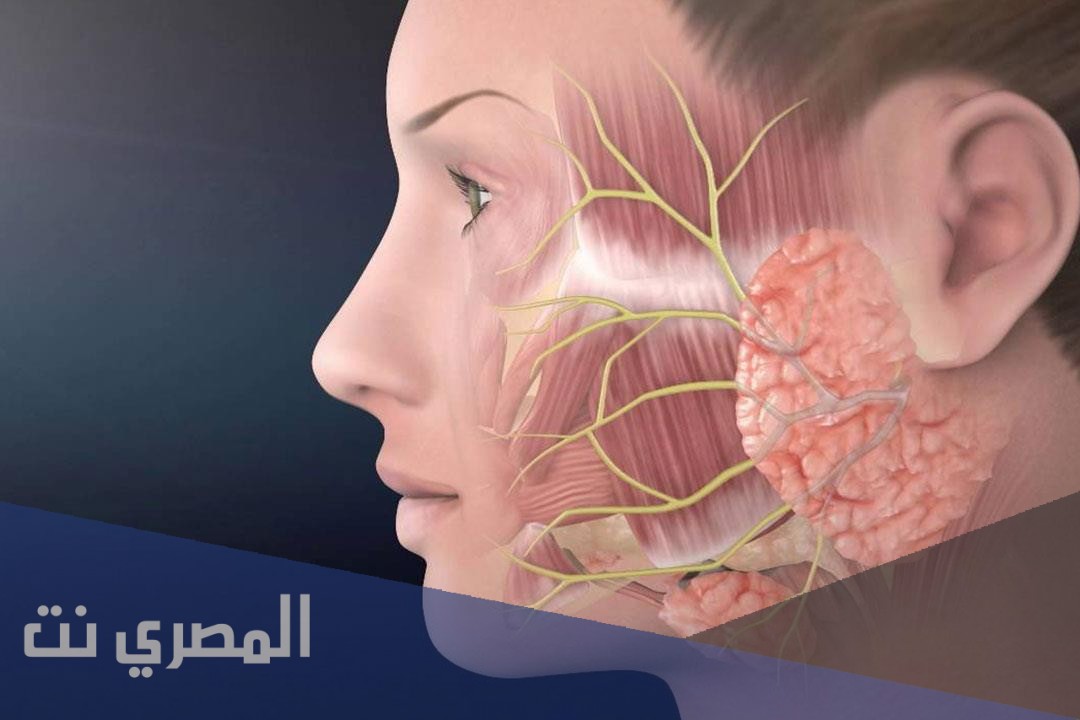عدد العضلات اللازمة لرسم الضحكة