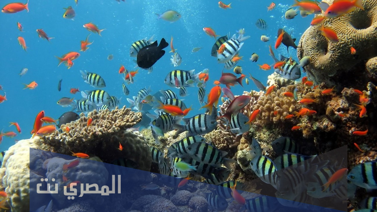 تفسير رؤية السمك المقلي في المنام لابن سيرين