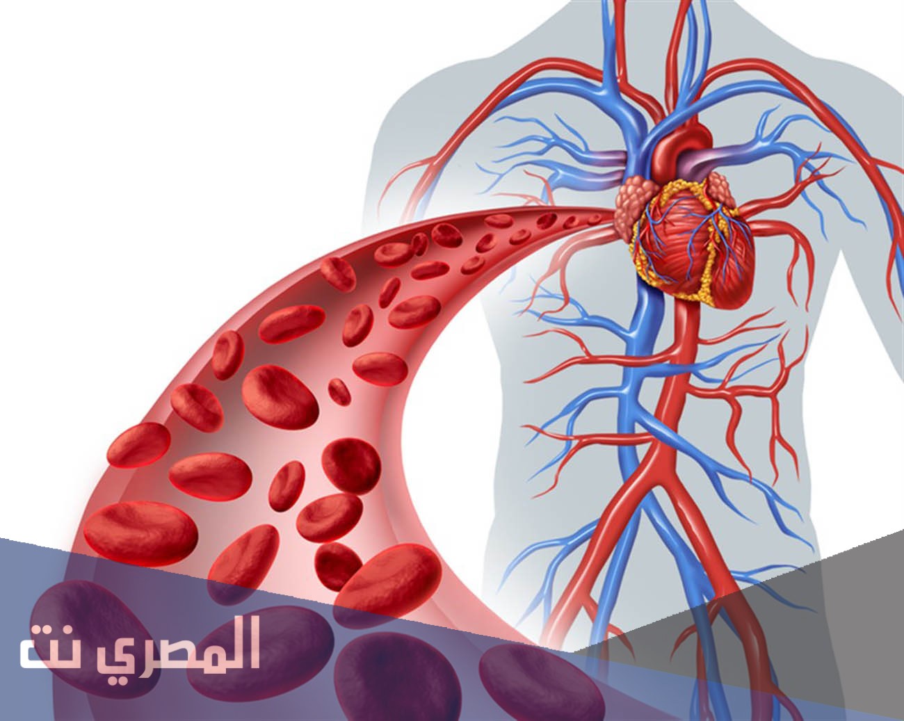 كم تستغرق رحلة الدم من القلب الى اصابع القدمين والعودة