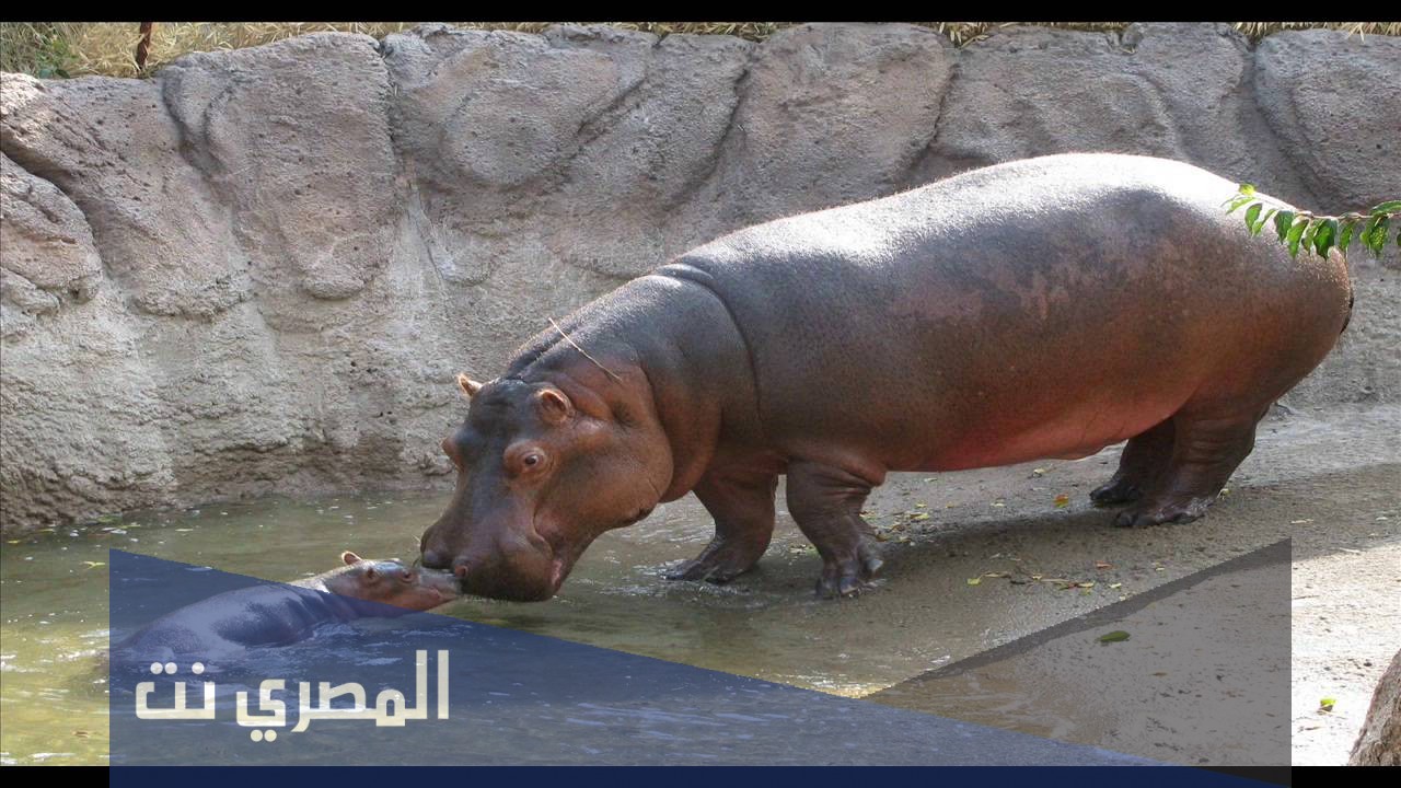كم من الوقت يستطيع فرس النهر حبس أنفاسه تحت الماء؟