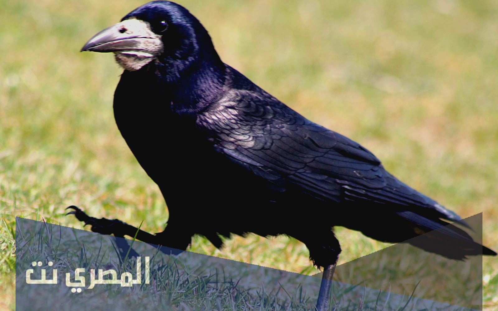 ما معنى البين في اللغة العربية 