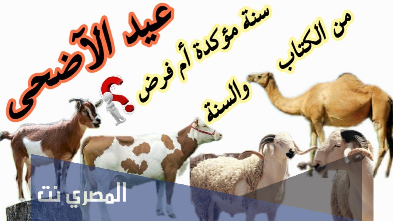 أحكام وآداب عيد الأضحى
