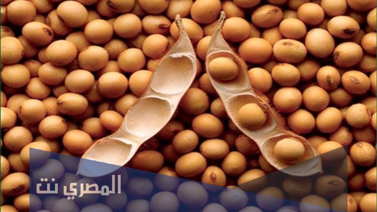 أطعمه تحتوي على الصويا