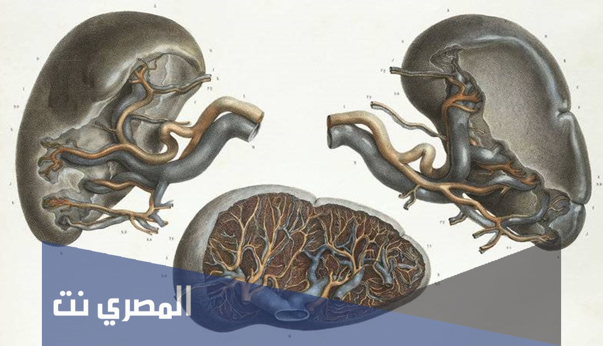 أعراض أمراض الطحال وطرق علاجه