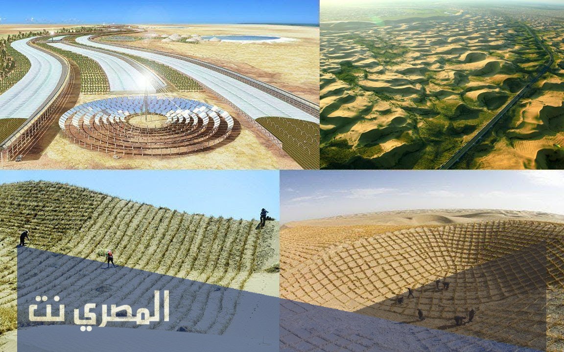 أفضل المحاصيل الصحراوية وكيفية زراعتها