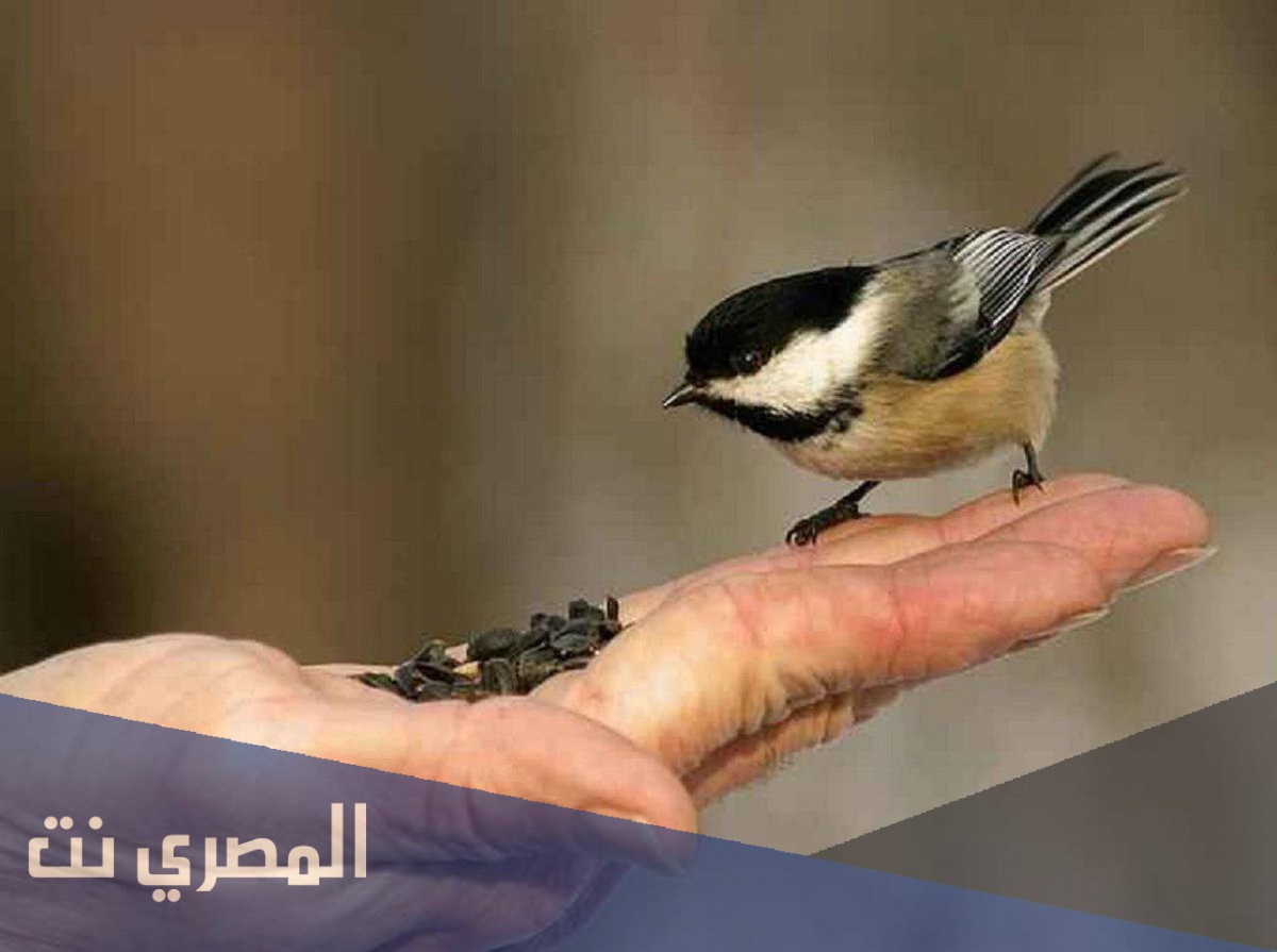 انشاء عن الرفق