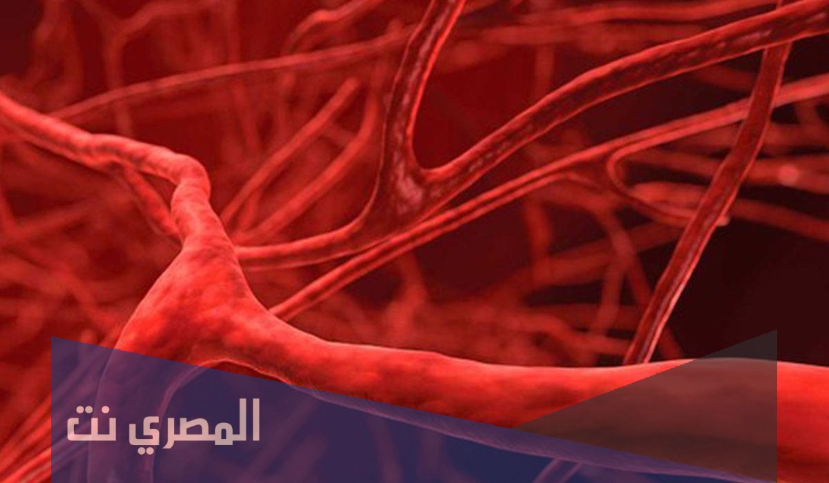 اقترح بعض النصائح للمحافظه على صحه جهاز الدوران