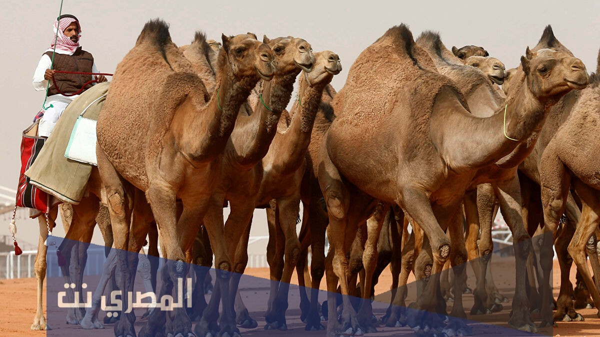 الذبياني وش يرجع