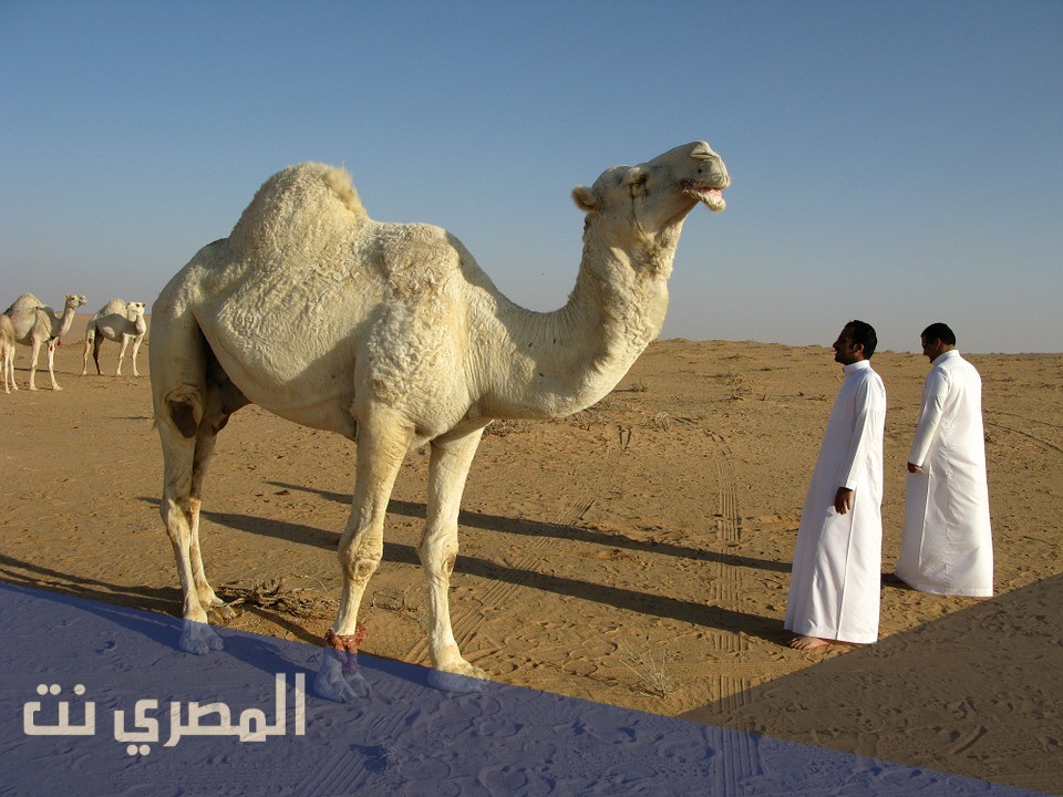 الزيلعي وش يرجعون
