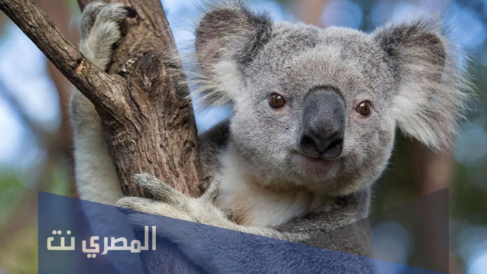 ما هو الحيوان الذي لا يشرب الماء ؟