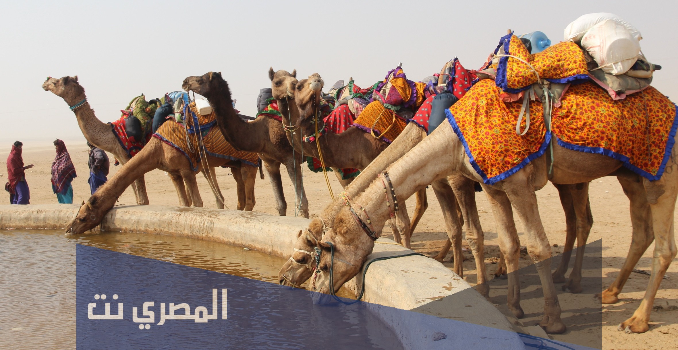 المحيميد وش يرجعون