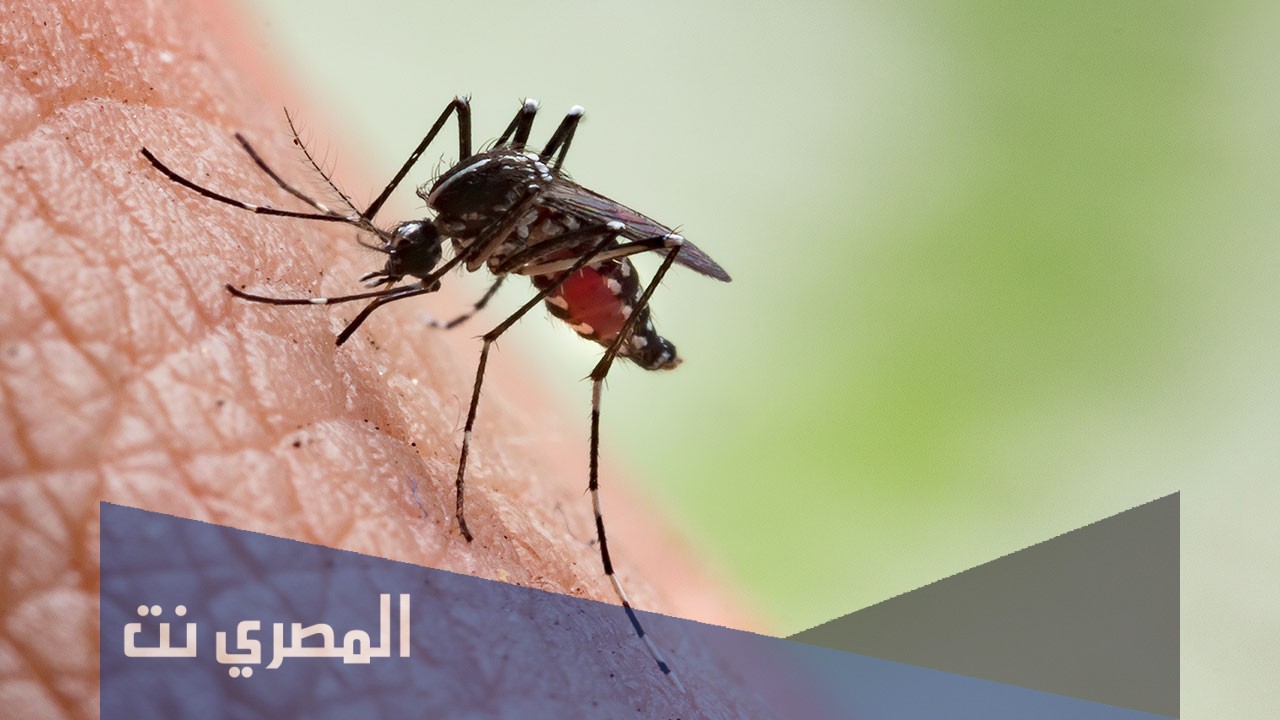 انواع نواقل الأمراض والوقاية منها