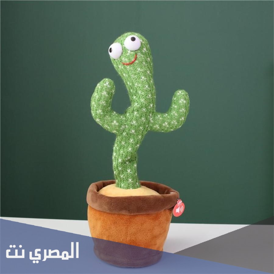 اين تباع الصبارة الراقصة في مصر وكم سعرها
