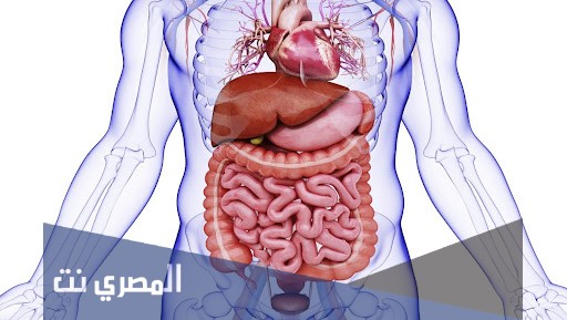 اين تقع الزائده وما هي أعراضها