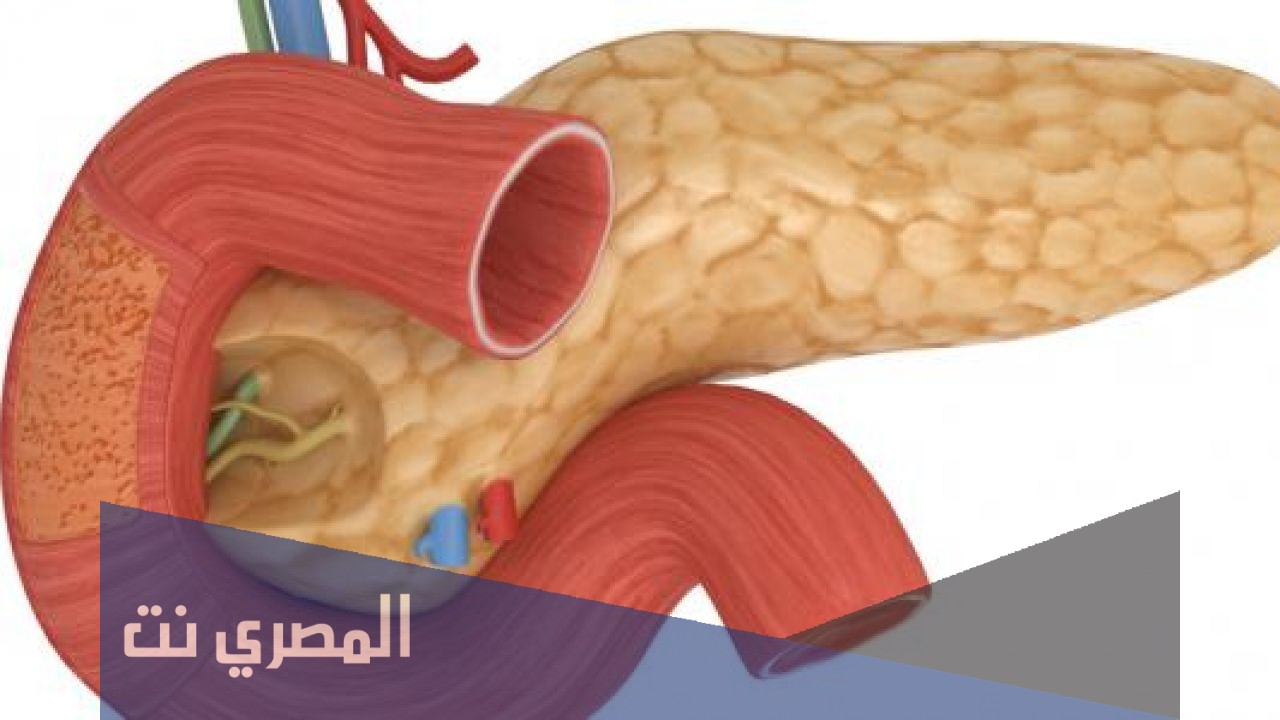 اين تقع جزر لانجرهانز في جسم الانسان