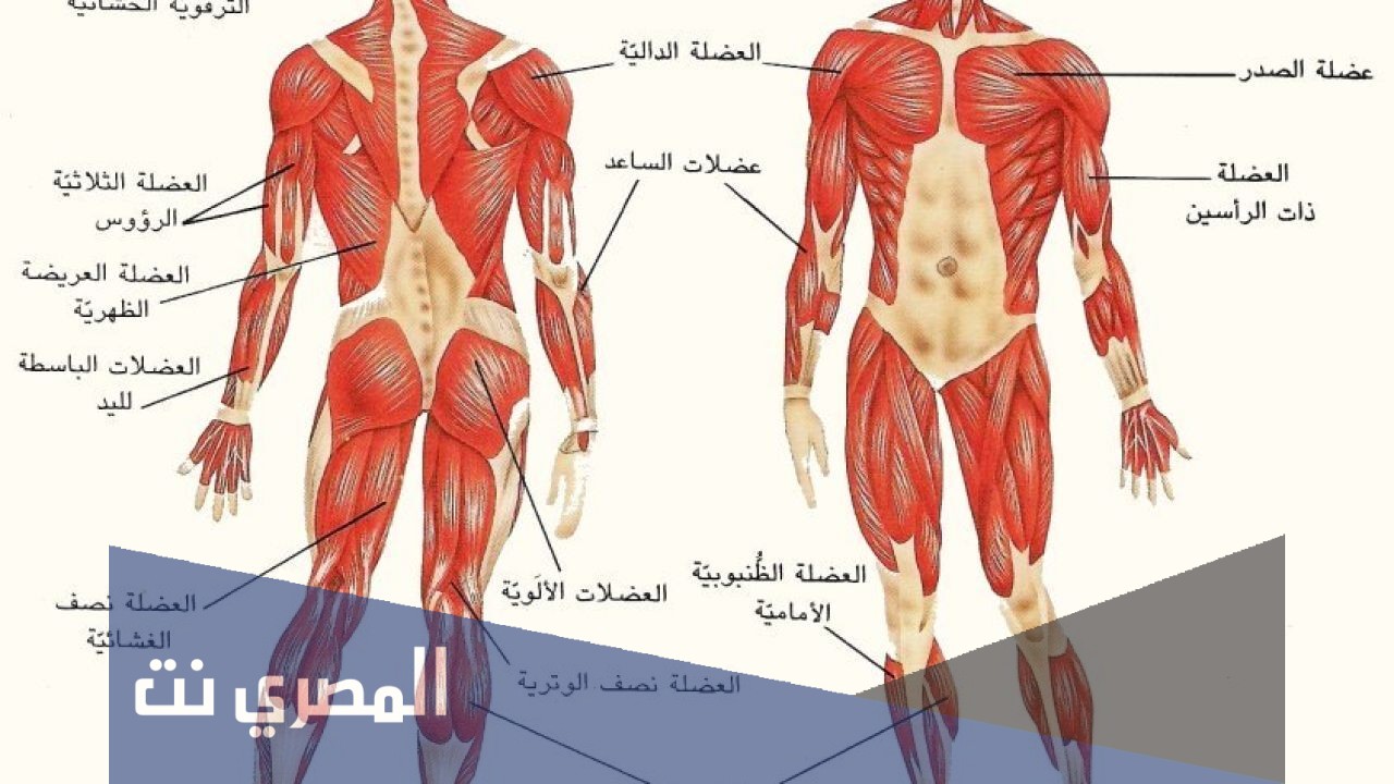 اين توجد العضلات الهيكلية في الجسم