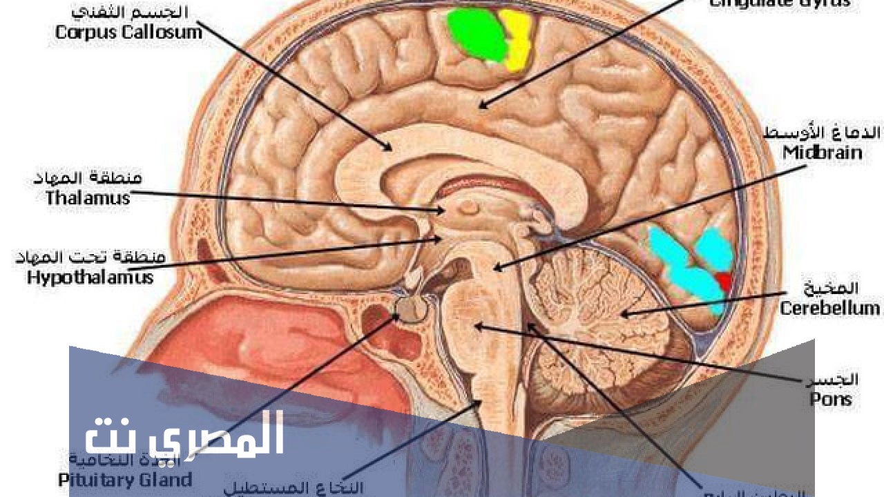 بحث عن تأثير المواد الكيميائية على الجهاز العصبي