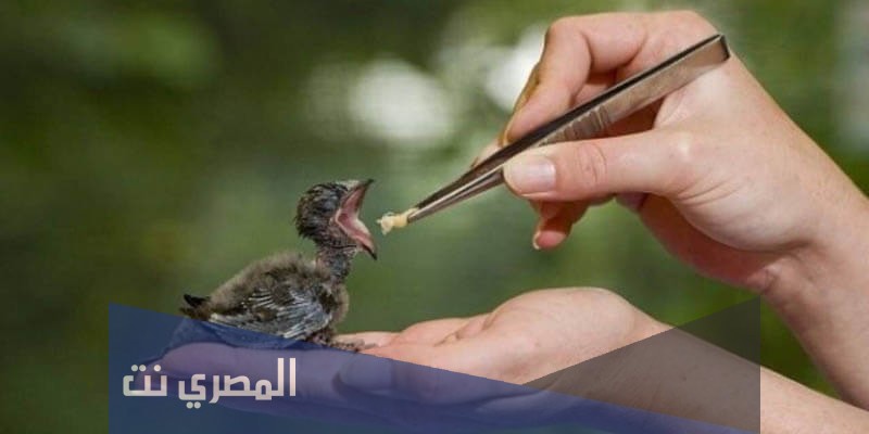 بحث عن حقوق الحيوان في الاسلام