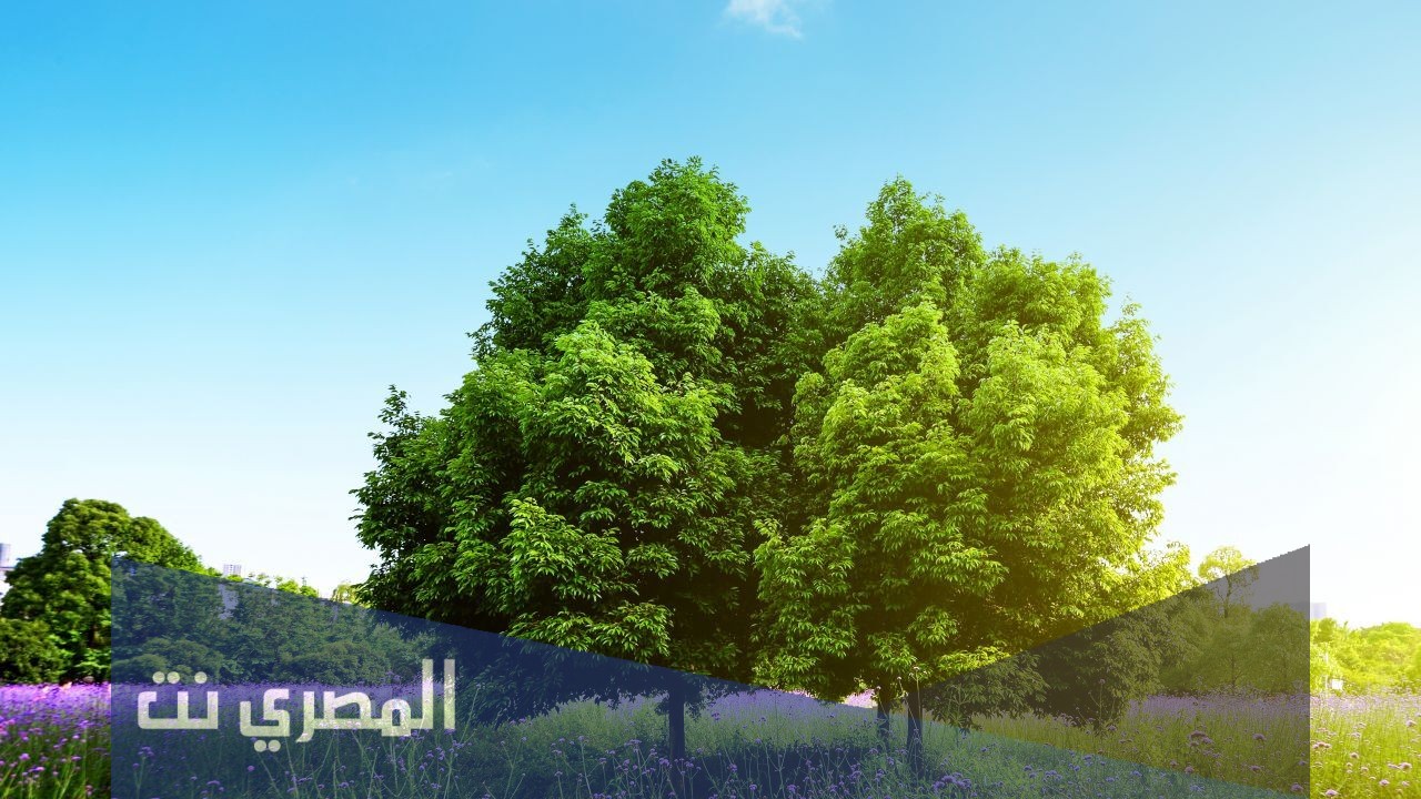 تاريخ اليوم الوطني للشجرة