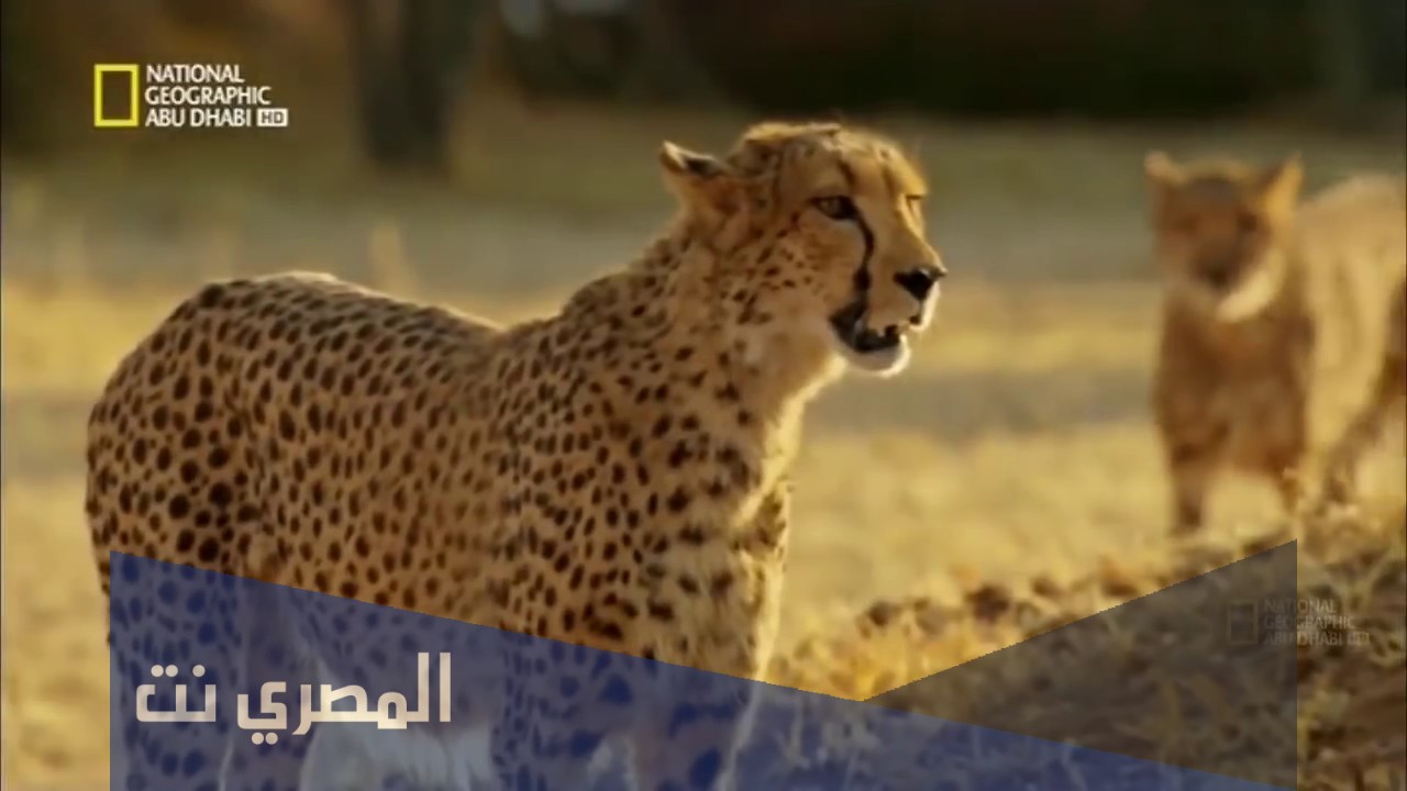تردد قناة نشنل جغرفك ابو ظبي 2021 الجديد