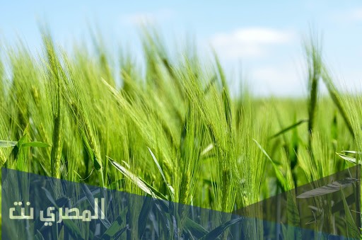 ما هو تفسير رؤية الزرع الأخضر في حلم العزباء