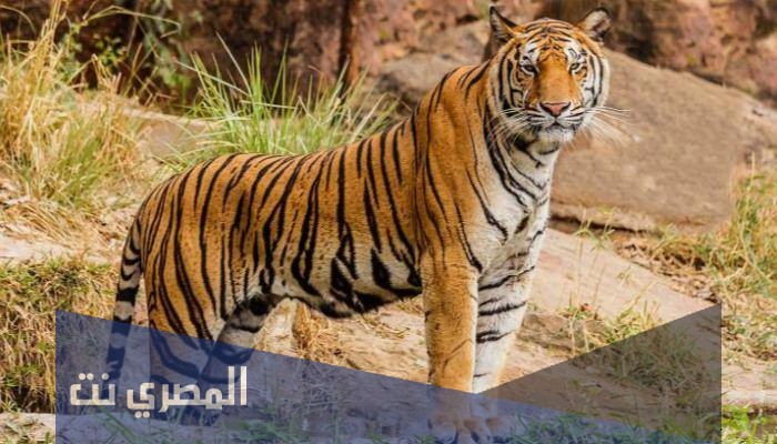 تفسير النمر في الحلم للامام الصادق بالتفصيل