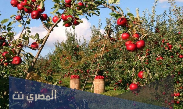 تفسير رؤية البستان في الحلم بالتفصيل لابن سيرين