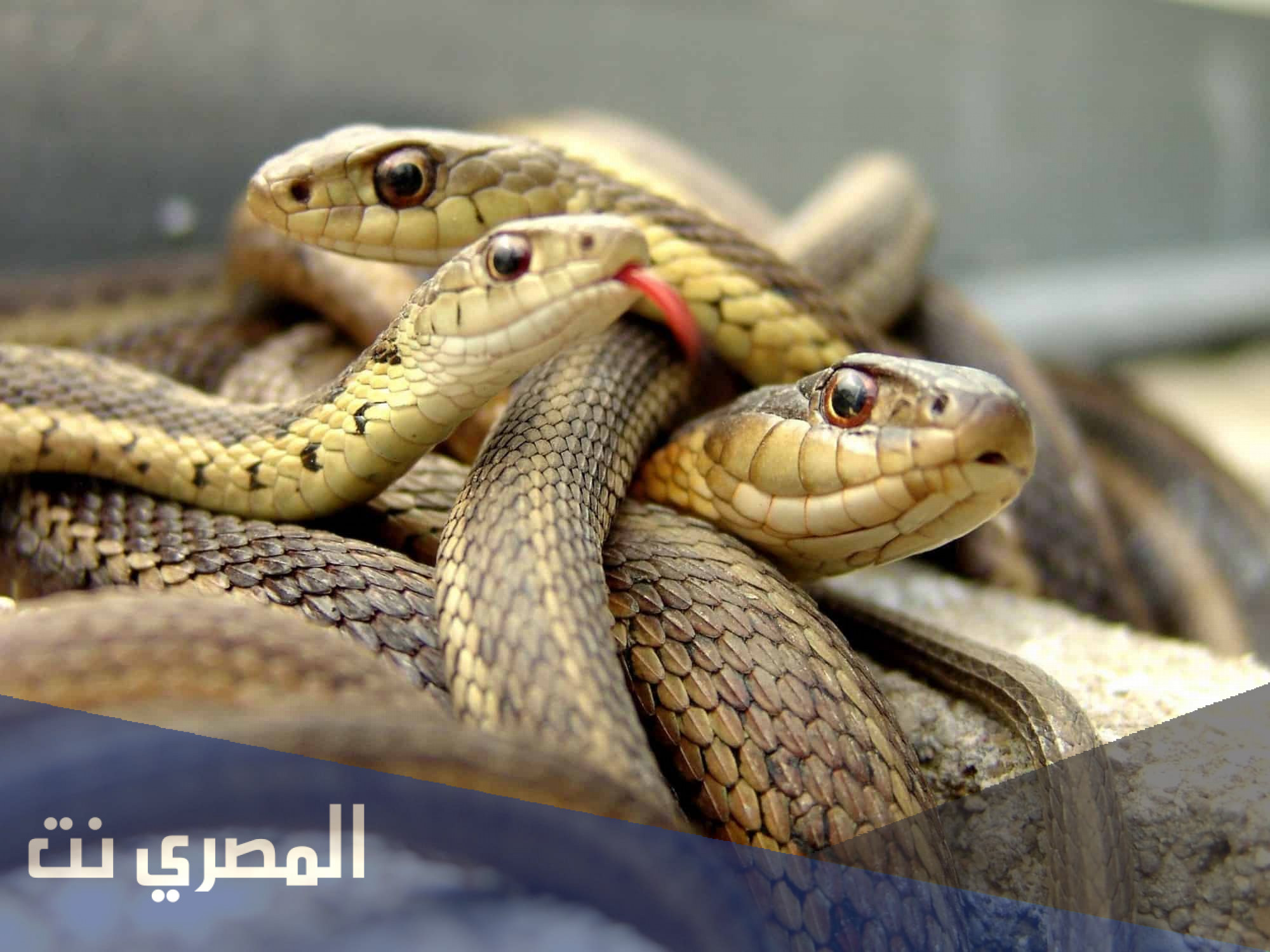 تفسير الحلم بالثعبان في المنام