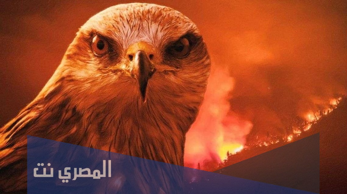 كيف يشعل طائر الحدأة النار