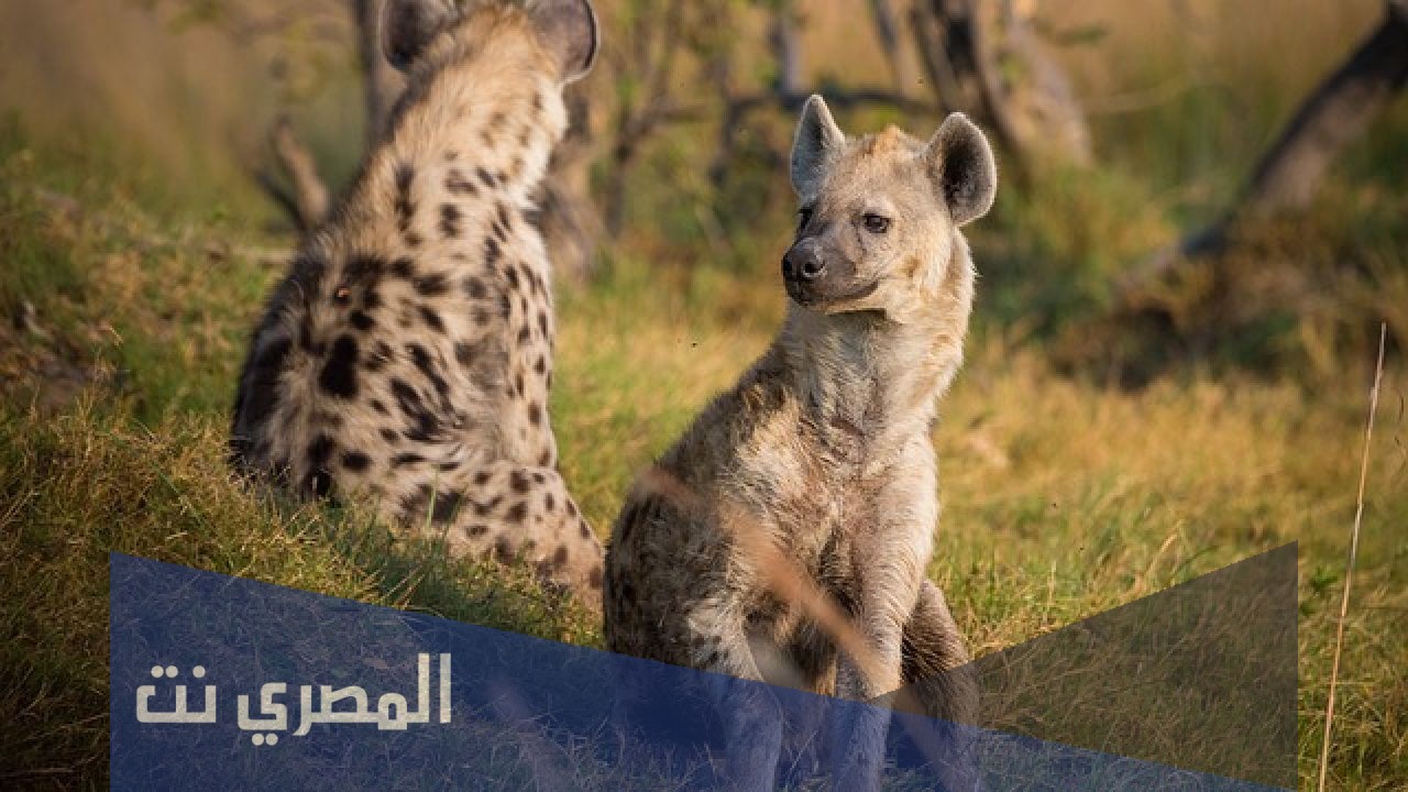 حكم أكل لحم الضبع مع الدليل