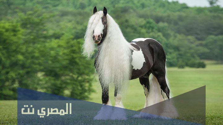 من هو اول من ركب الخيل