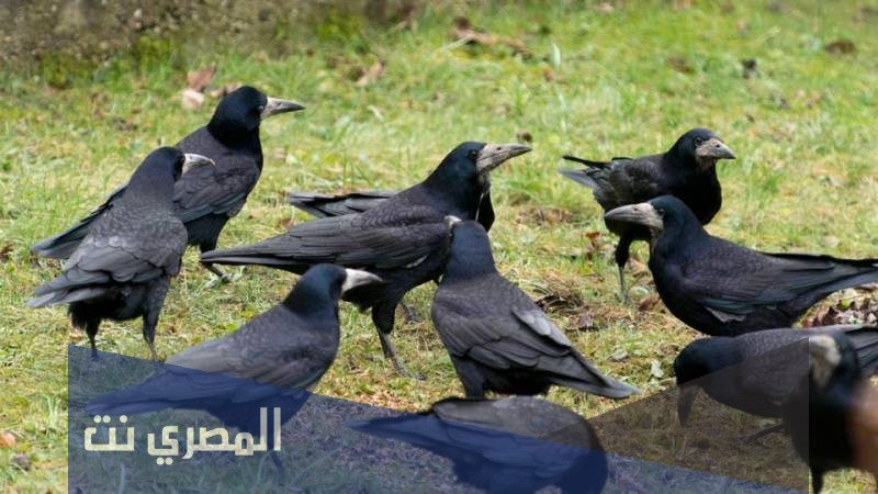 رؤية الغراب في المنام للامام الصادق