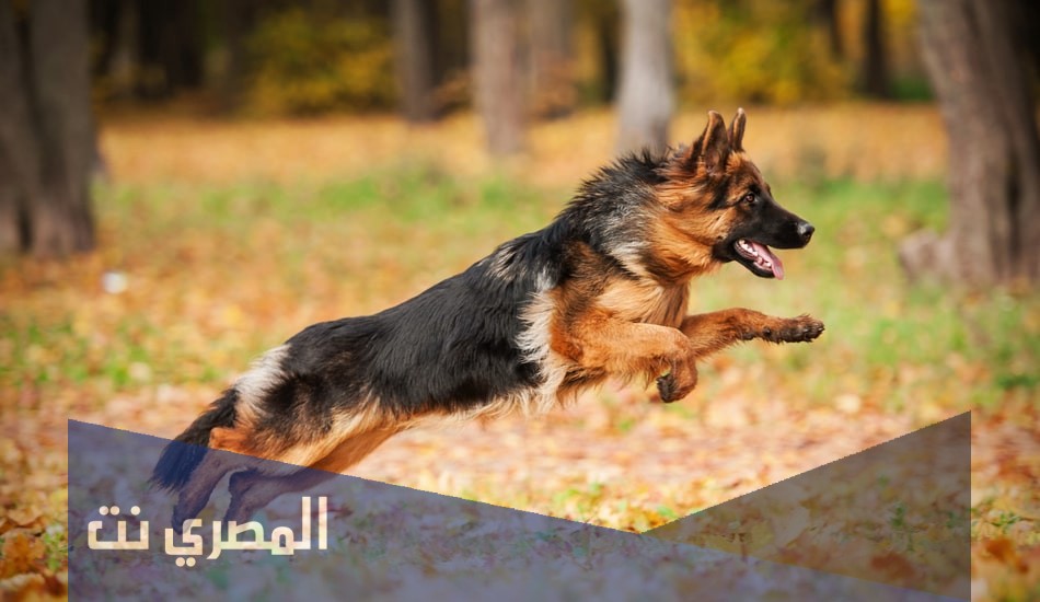 رؤية نباح الكلب في المنام