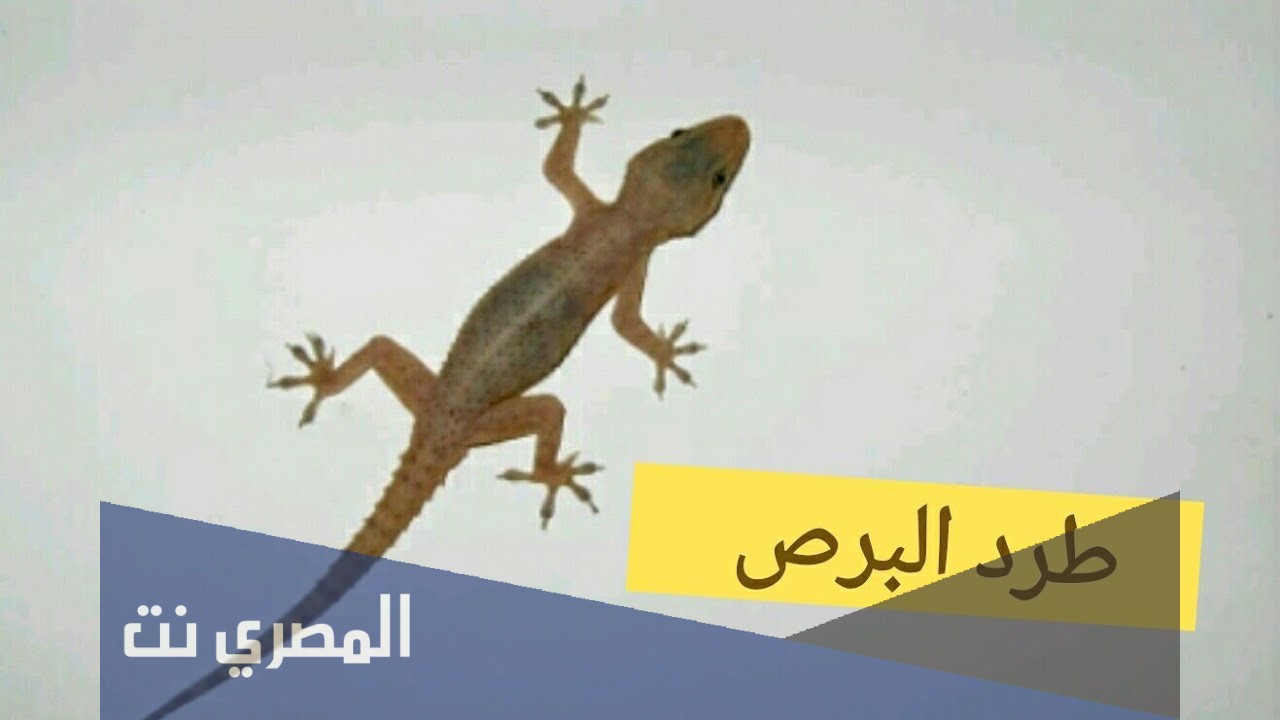 سبب وجود البرص في المنزل