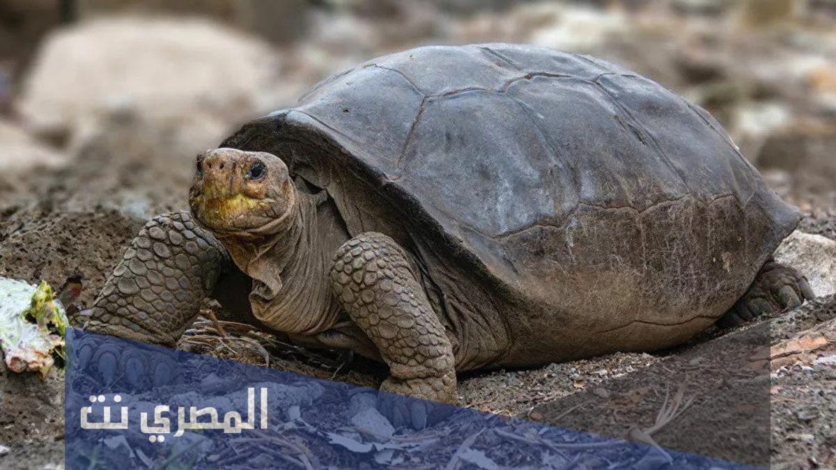 كم عدد اسنان السلحفاة