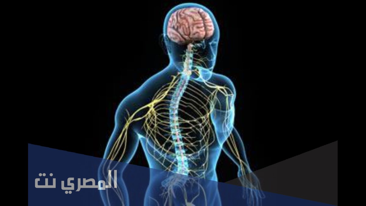 صحة الدماغ والجهاز العصبي